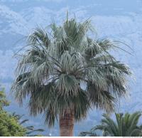 Photo Texture of Palm Tree 0002